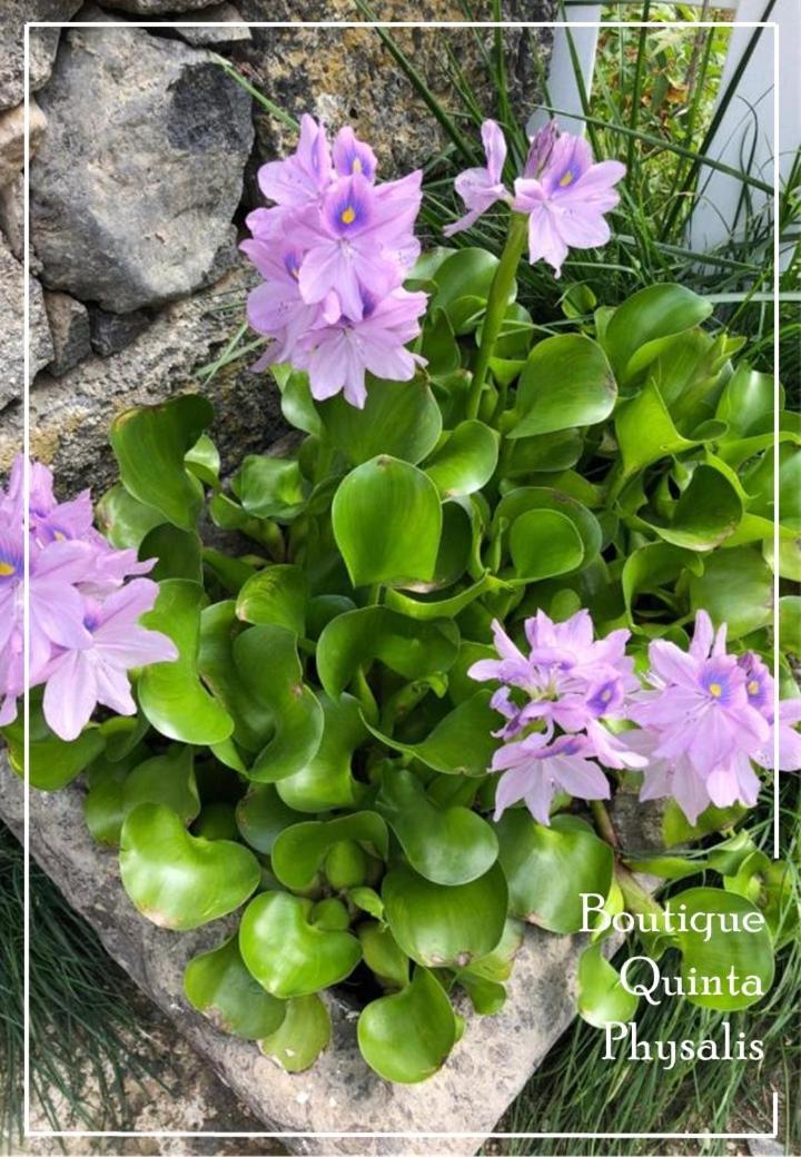 Апартаменты Boutique Quinta Physalis Fenais da Luz Экстерьер фото