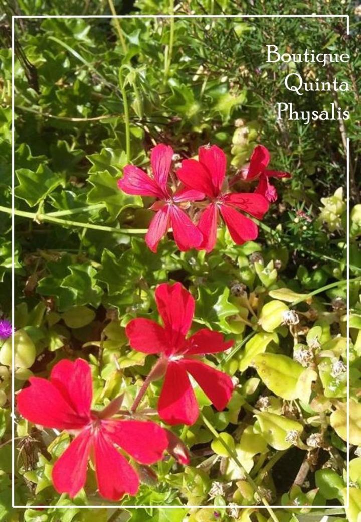 Апартаменты Boutique Quinta Physalis Fenais da Luz Экстерьер фото