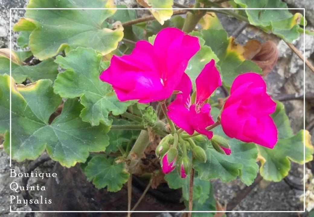 Апартаменты Boutique Quinta Physalis Fenais da Luz Экстерьер фото