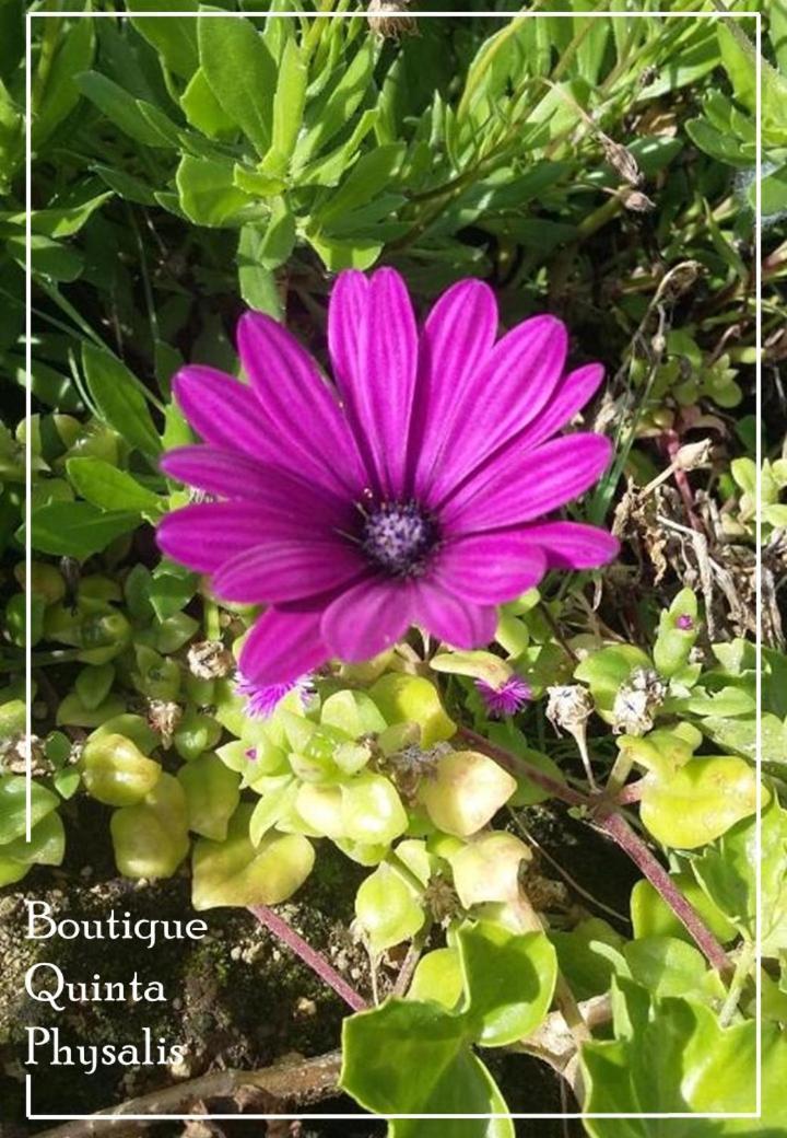 Апартаменты Boutique Quinta Physalis Fenais da Luz Экстерьер фото